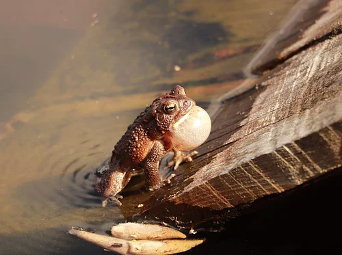 Creatures of the Night: Froggy Night Adventure