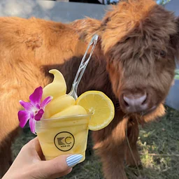 Moos & Margs: Highland Cow Cuddling + Soft Serve Margaritas