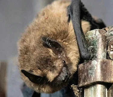 An Evening Chat with Bats