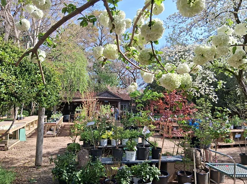 Spring Plant Sale - Members Day