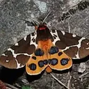 Kyle Johnson – Minnesota Moths