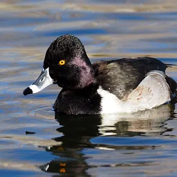 Birding at Lake Junaluska