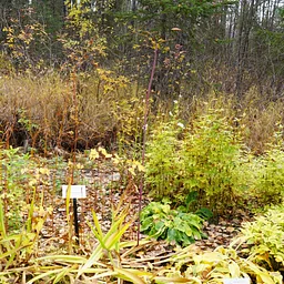 Winterizing Your Garden