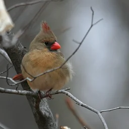 Wednesday Walk: Winter Birding