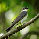 Birding Walk