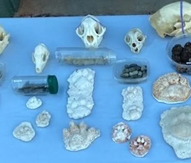 Animal Tracks, Scat, and Signs