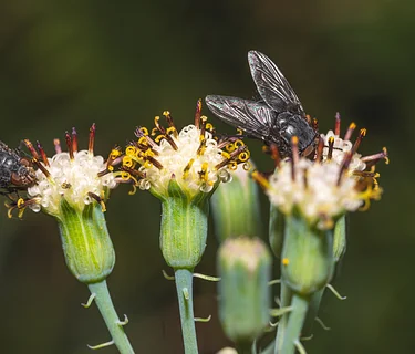 Bug Buddies: Flies & other Decomposers