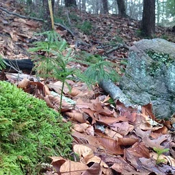 The Ron & Joan Jones Memorial Hikes: An Autumn Walk through Slab Meadow with Gerri Griswold