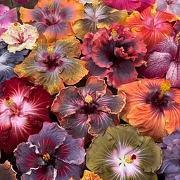 Talk & Demonstration: Mastering Hibiscus Care