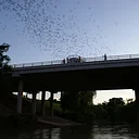 Buffalo Bayou Cruise: Bats