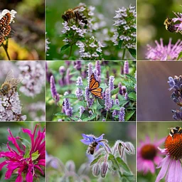 Herbs and Native Plants