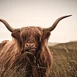 Webb Cattle Company