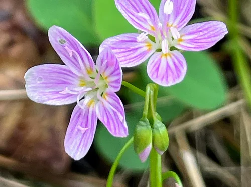 Tree Time: Spring Blooms I