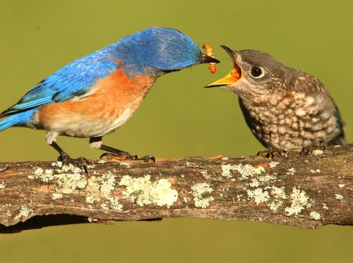 Bluebird Nesting Box Tour