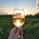 Valley Vineyards