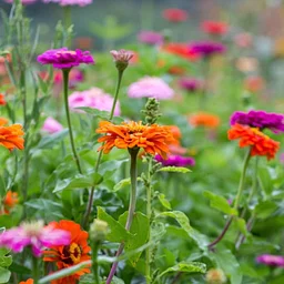 Cut Flower Gardening 101 and Farm Flower Bouquets