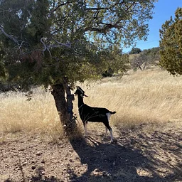 Hike with Goats