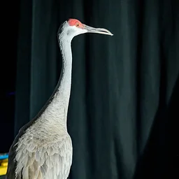 Busch Wildlife Sanctuary Live Animal Show