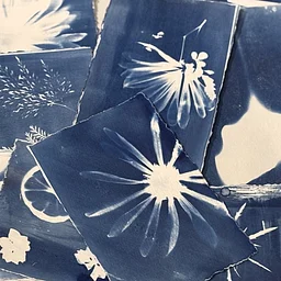 Cyanotypes