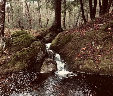Exploring The History of a Local Forest