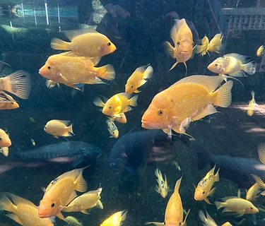 Fish Chat in the Tropics