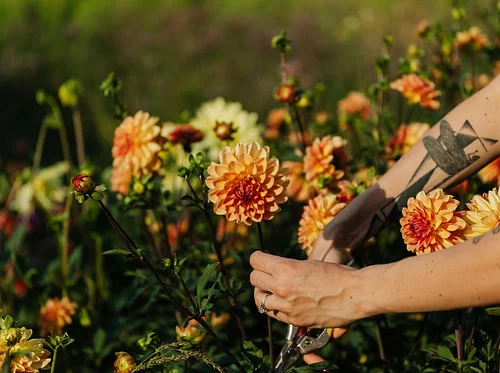 Planning and Preparing a Cutting Garden