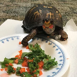 Critter Dinner