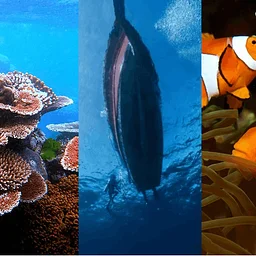 Youth Spotlight – Finding Nemo Jr.