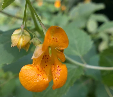 Discovering Native Annuals