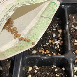 Seed Swap with the Piedmont Master Gardeners