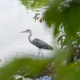 Heron Hike