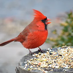 Annual Bird Seed Sale Fundraiser