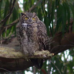Science Stroll: Owl Prowl at Wingfield Pines