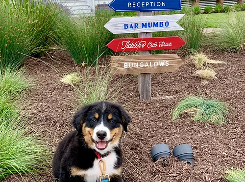 Cutest Dog Contest