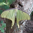 Mysterious Moths (Online)