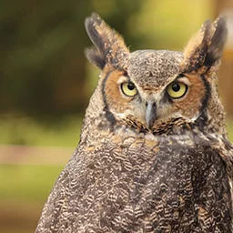 Creatures of the Night: Screech Owl Prowl