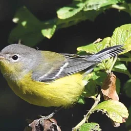 BIRDING BPC