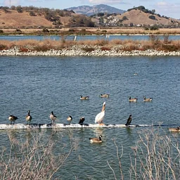 The Ponds at the Las Gallinas Valley Sanitary District (LGVSD) – San Rafael