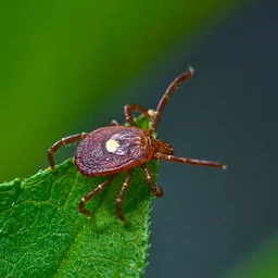 Alpha Gal Meat Allergy – Caused by a Tick! – VIRTUAL
