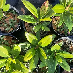 Fall Plant Sale Preview for Members