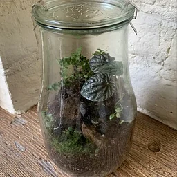 Begonias in Terrariums  