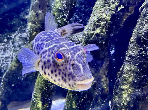 Bubbles and Bites Fish Feeding
