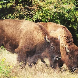 Trail Trek: Virginia Wildlife Trail Guided Tour