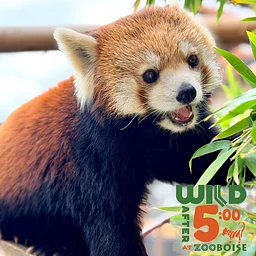 Wild After 5:00 (all ages)
