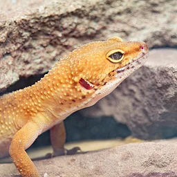 Oaks and Acorns: Geckos