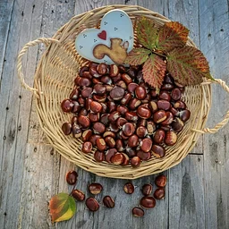 From Harvest to Kitchen: Acorns & Persimmons