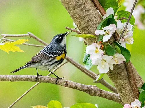 Destination Birding with a Scone: Colby-Philips Trails (Hanover)