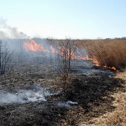 HLFM Land Trust Restoration and Management Techniques and the Expansion of the Prescribed Burn Program