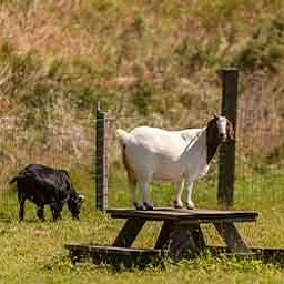 Goats on the Go!