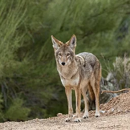 Science Thursday: Living with Urban Coyotes – Coexistence without Conflict